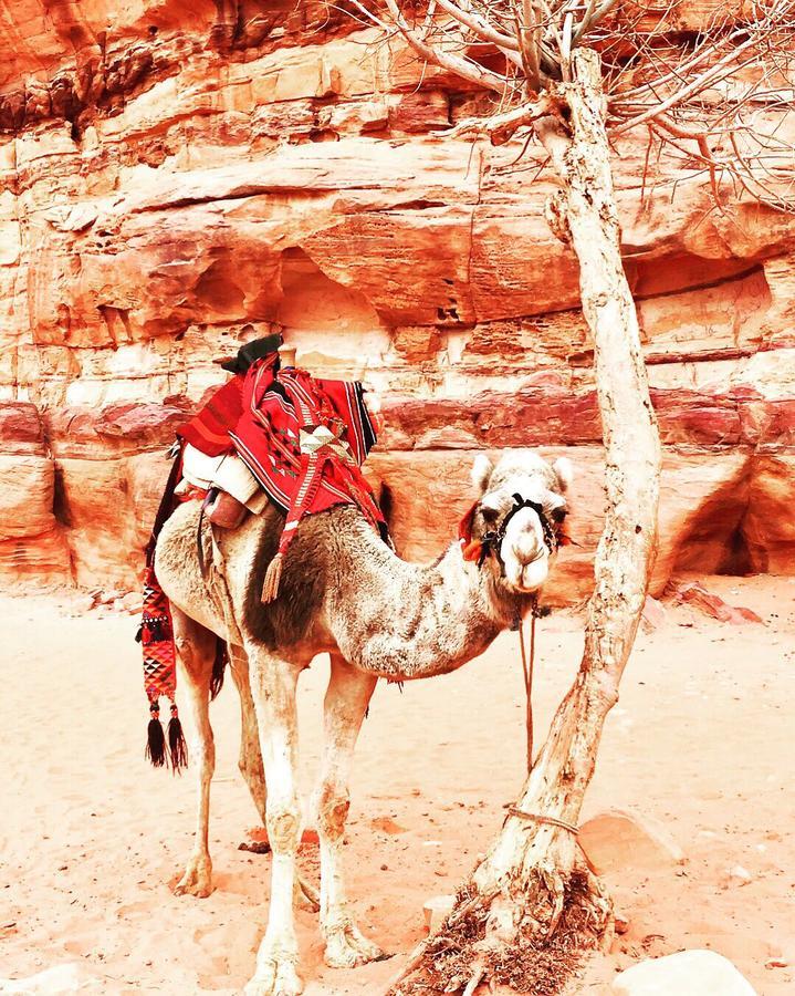 Wadi Rum Light Camp ภายนอก รูปภาพ